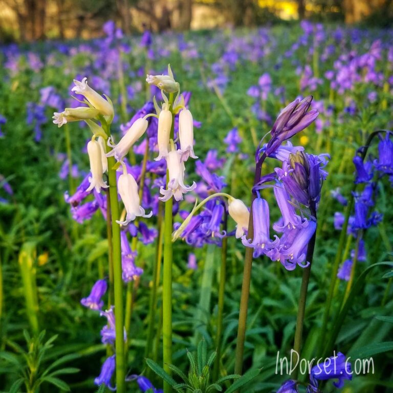 Bluebells, a carpet of intense blue