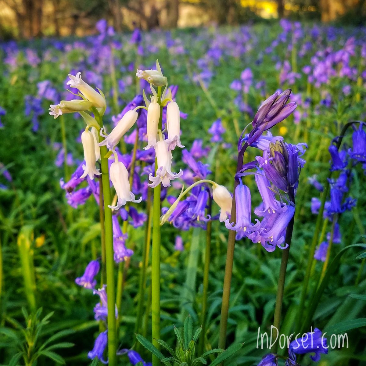 Bluebells, a carpet of intense blue