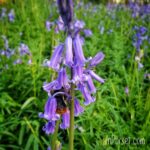 Bluebells and bumblebee