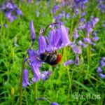 Bluebells and bumblebee