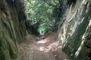 Colmers hill seaton 006
