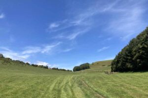 Colmers hill seaton 015