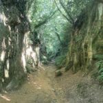 Colmers hill seaton 017