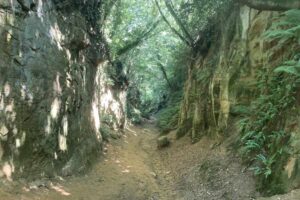 Colmers hill seaton 017