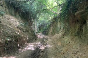 Colmers hill seaton 007