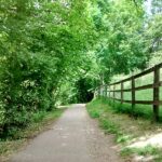 Ollie vyes lane 02