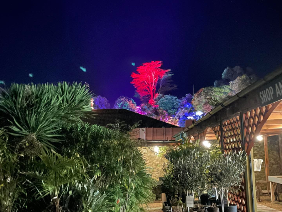 Illuminate at abbotsbury subtropical gardens gallery2
