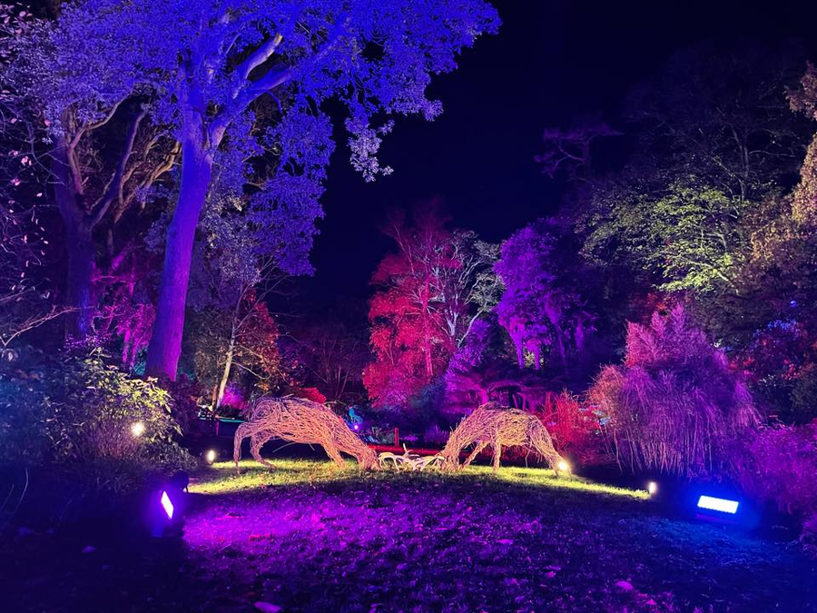 Illuminate at abbotsbury subtropical gardens gallery4