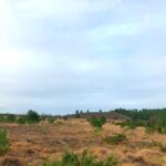 Sandford heath