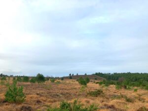 Sandford heath