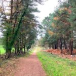 Sandford heath walk