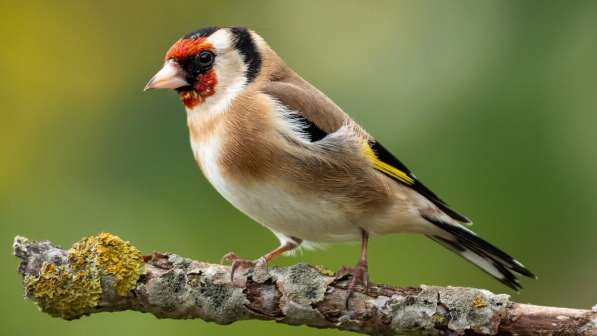 Early Bird Walk and Breakfast on Browsea Island