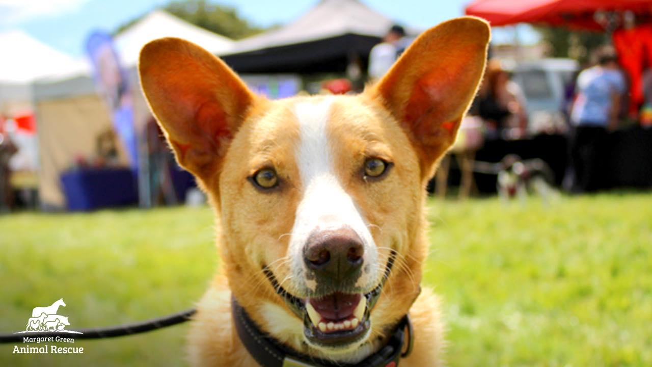 Country Dog Show 2024