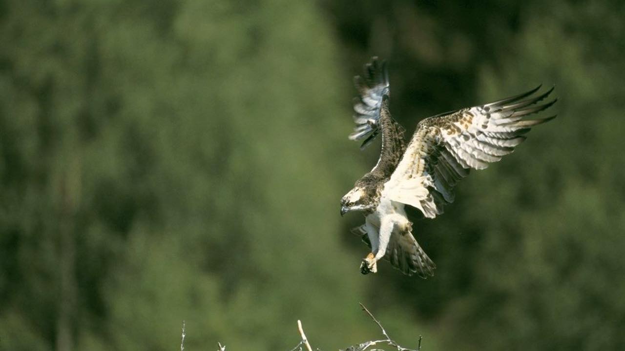 Osprey And Birds Of Arne Walks