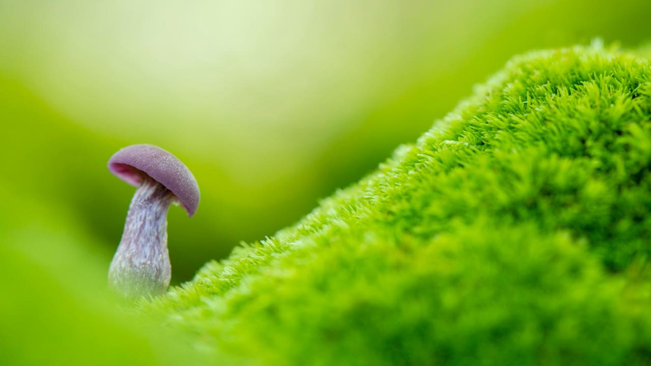 Fungi And Woodland Stroll At Arne