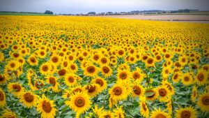 Art In The Sunflowers