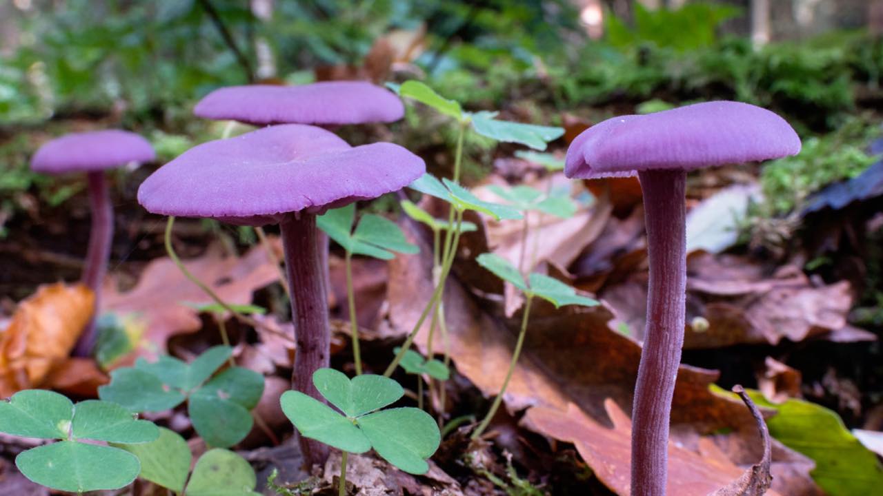 Amethyst Deceivers At Sheringham Park, Norfolk