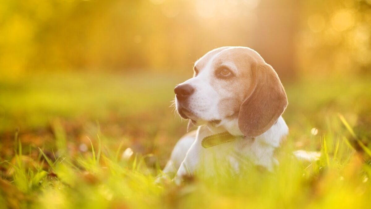 Walk In Memory At Margaret Green Animal Rescue