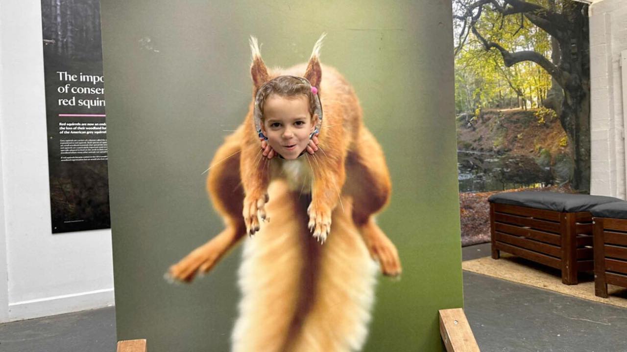 Half Term Red Squirrel Trail On Brownsea