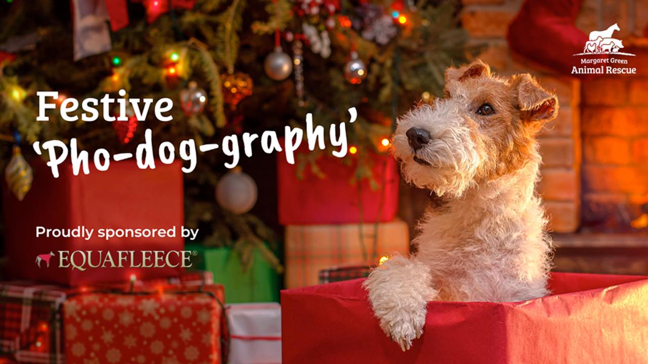 Festive Pho Dog Graphy