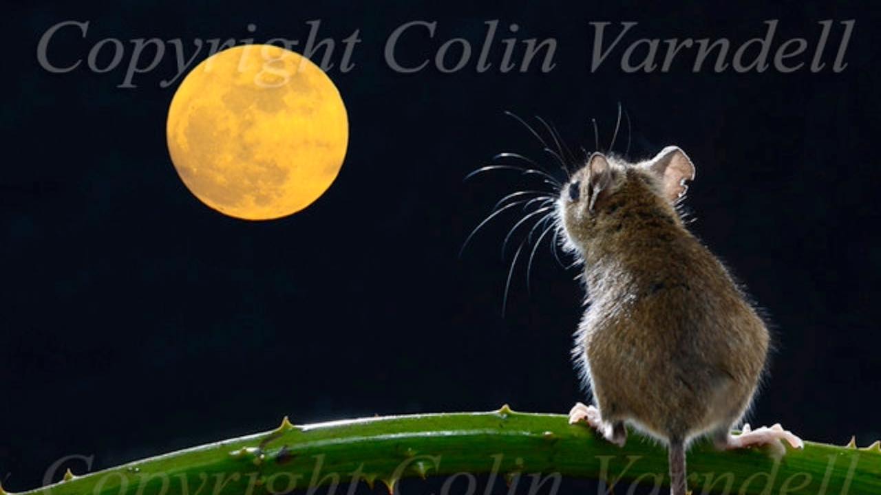 The Natural Beauty Of Dorset