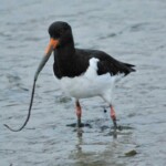 Wild wetland bird walk