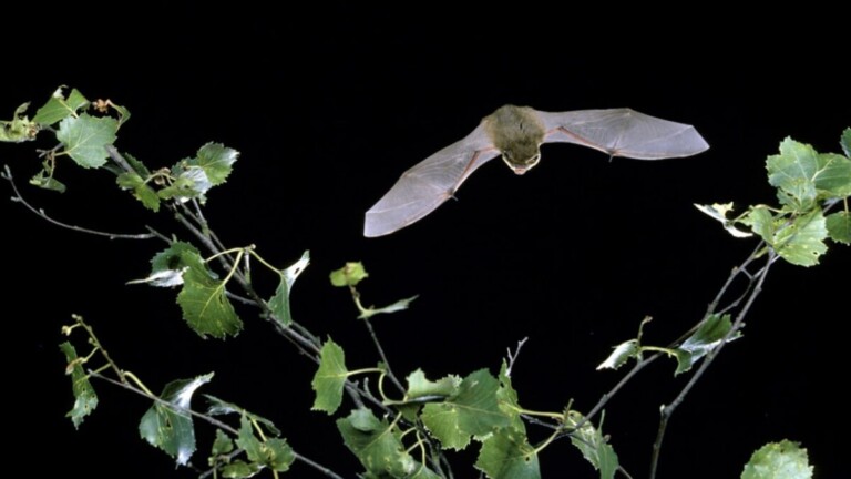 Evening Echoes Bird And Bat Safari On Brownsea Island
