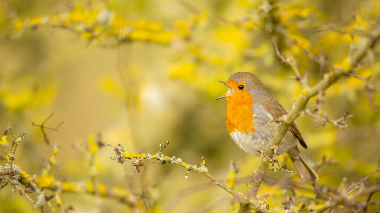 Dawn chorus guided walk