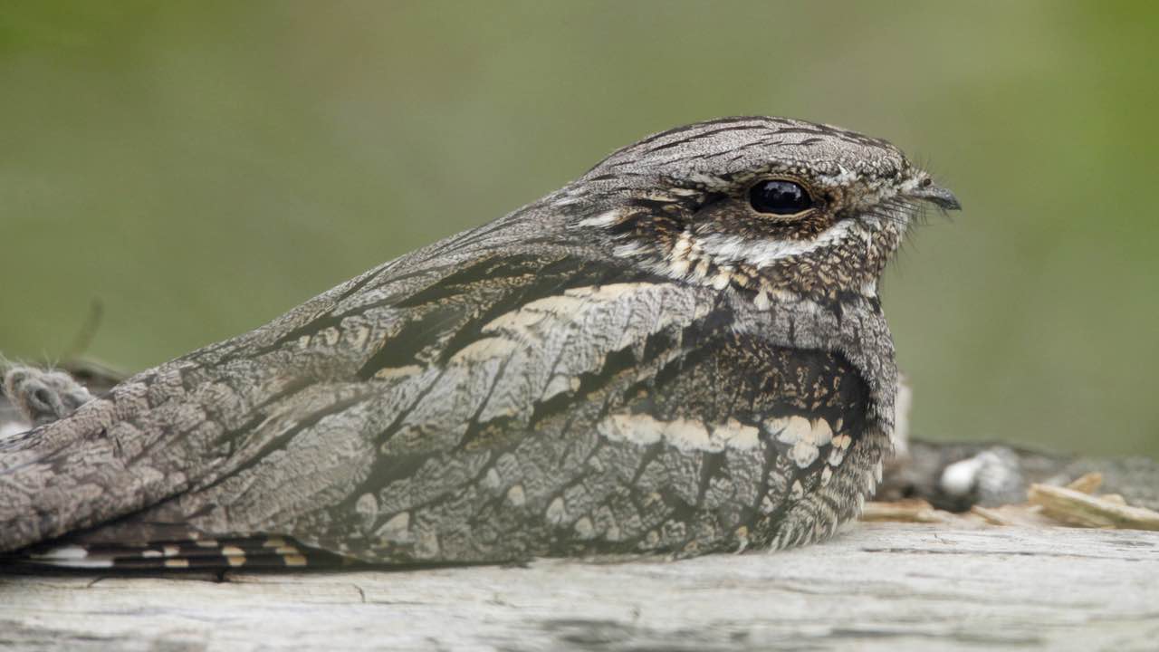Night Wildlife Guided Walk with supper at RSPB Arne