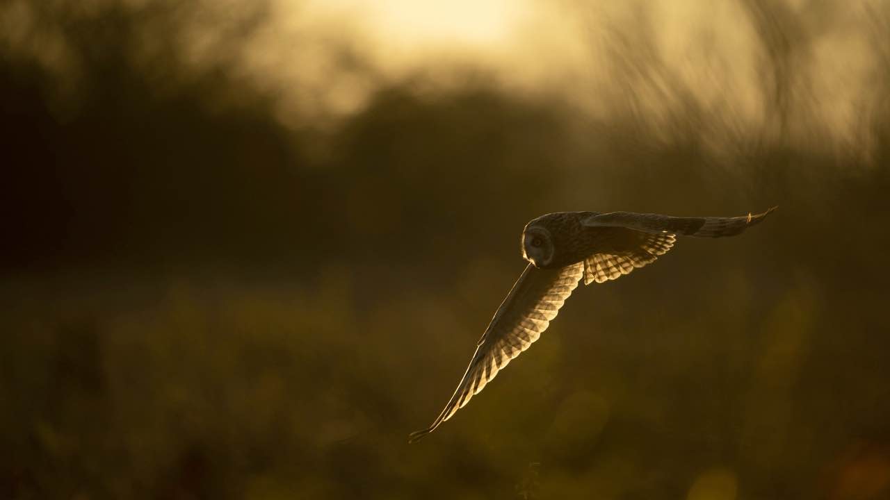 Night Wildlife Guided Walk with supper at RSPB Arne