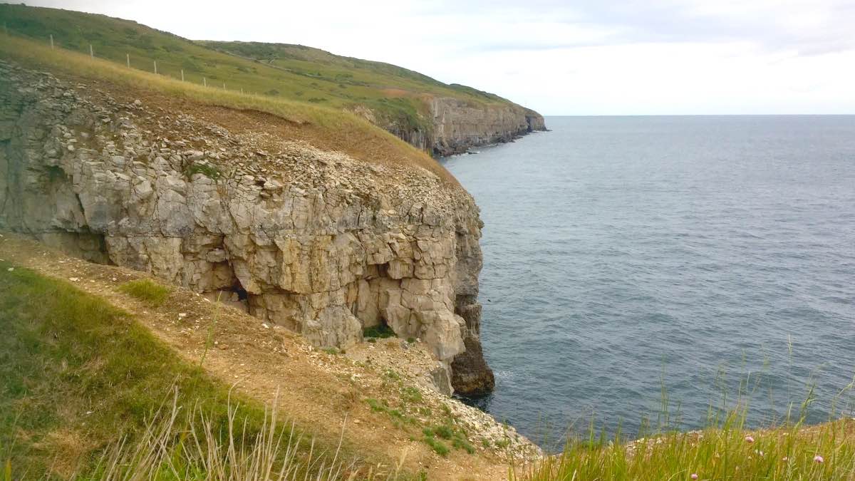 Puffins walk
