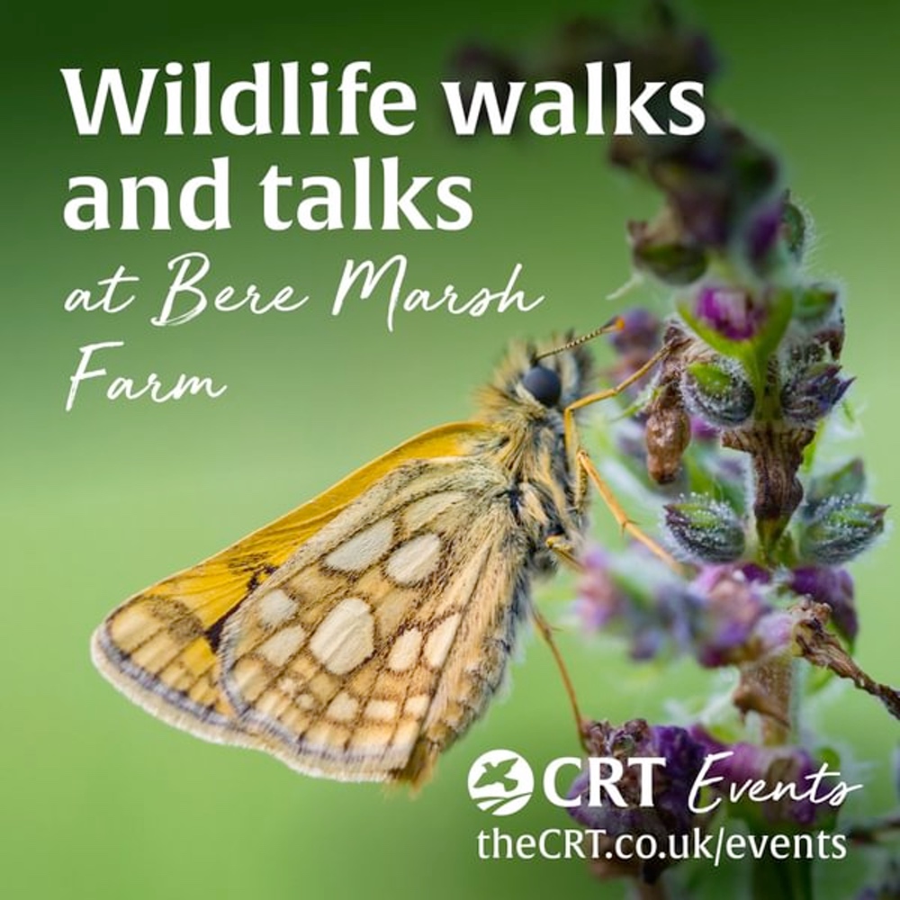 Guided Walk: Let's Talk about Wildflowers and Butterflies