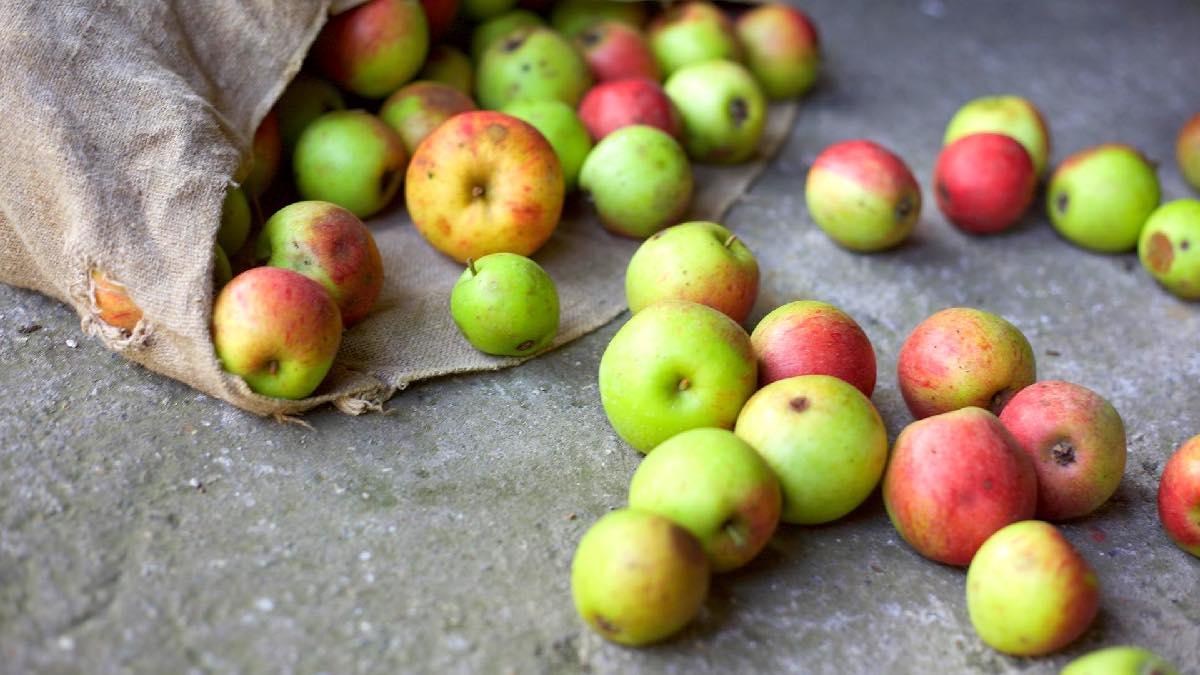 Apple Weekend at The Ancient Technology Centre