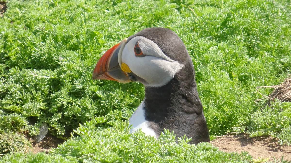 Puffins walk no 2
