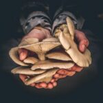 Mushroom Foraging Walk with Nick Phillips 2025