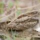 Furzebrook Estate Nightjar Walks