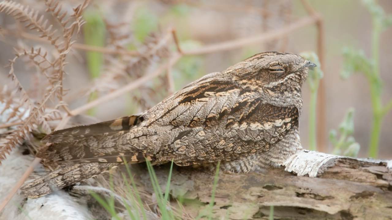Furzebrook estate nightjar walks