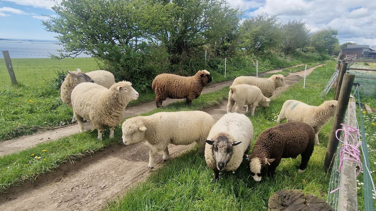 Funday at portland view animal sanctuary