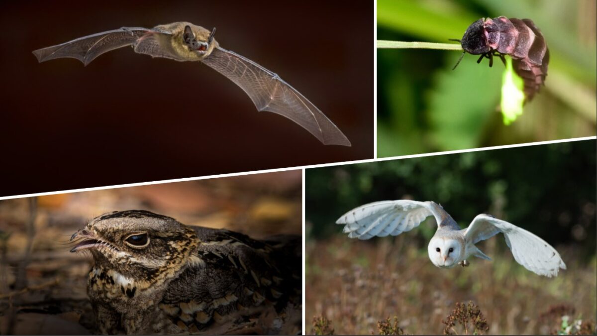 Creatures of the night june 2025