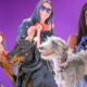 Lyme Regis Family Dog Show 2025