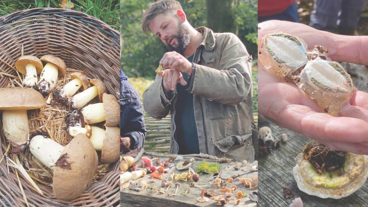 Pop up mushroom morning with Andy Knott