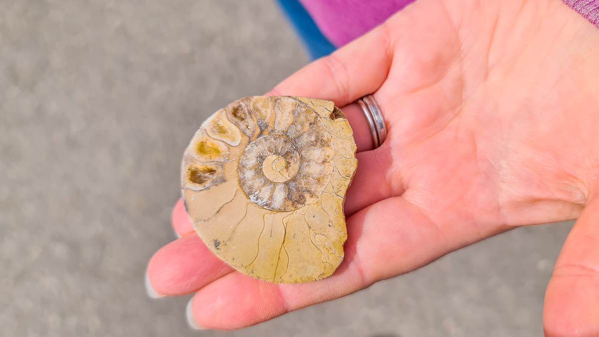 Fossil polishing