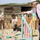 Country Dog Show 2025