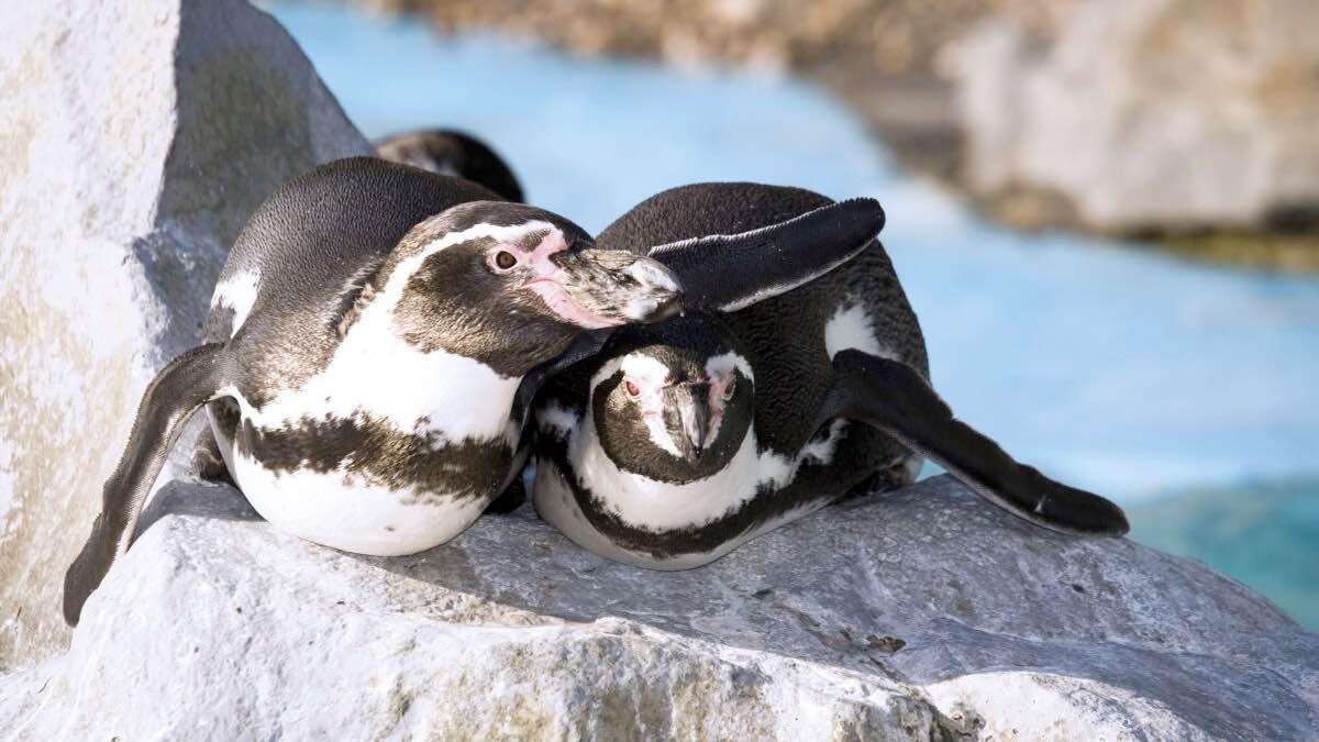 Celebrate the 10th anniversary of penguin beach at bournemouth oceanarium