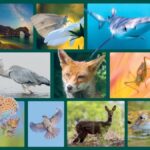 Wildlife Photography Exhibition