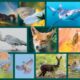 Wildlife Photography Exhibition