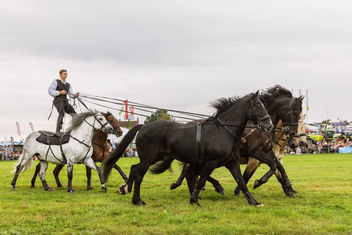 Ben atkinson and his action horses