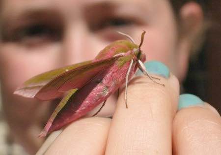 Marvellous moths summer workshops 1