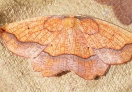 Marvellous moths summer workshops 2