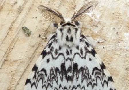 Marvellous moths summer workshops 3